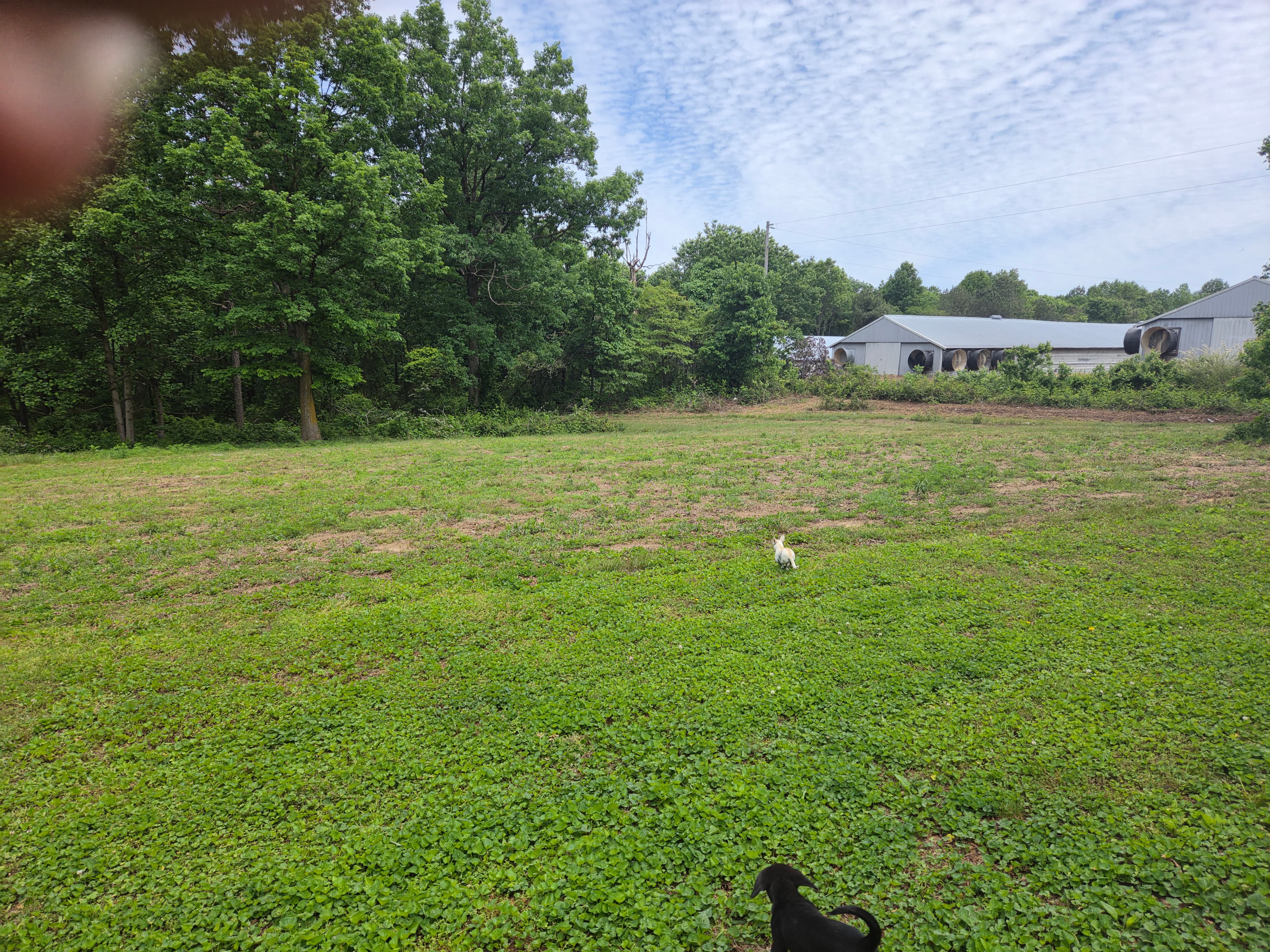 Wide view of a freshly mowed Henagar yard with tree line in background